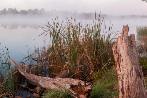Reeds and Log